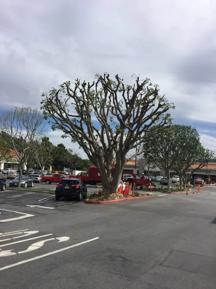 Professional yard maintenance for beautiful yards in Carson, CA by GS Brothers