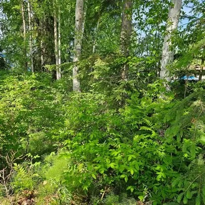 Custom outdoor landscaping near you across North Pole, AK - G's Groundskeeping and Maintenance