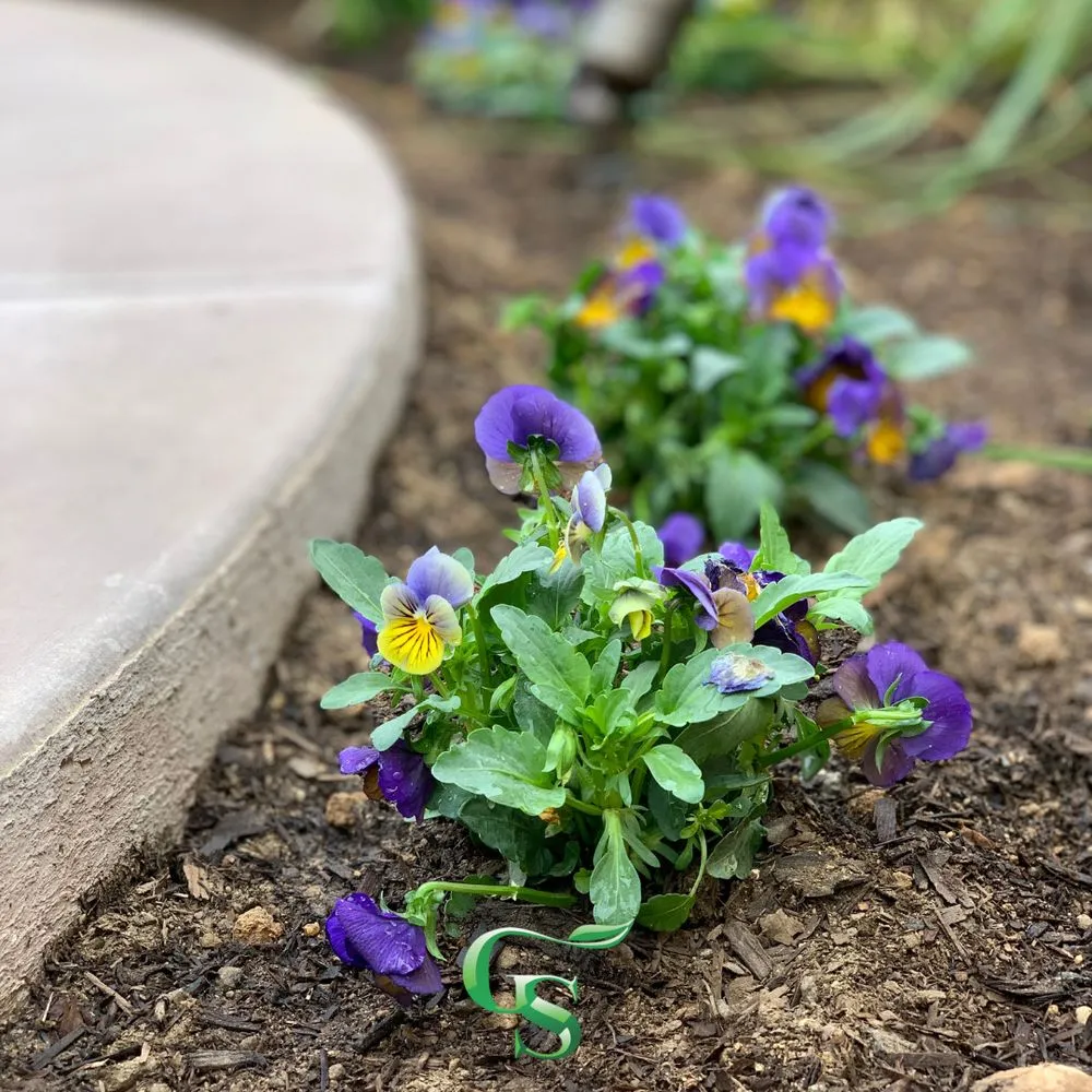 Top-rated residential landscaping for homes in Santa Clarita, CA by GS Landscape