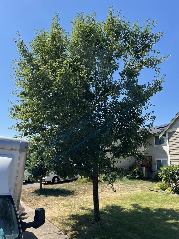 Affordable garden landscaping near you across Tacoma, WA - G’s Outdoor Upgrades