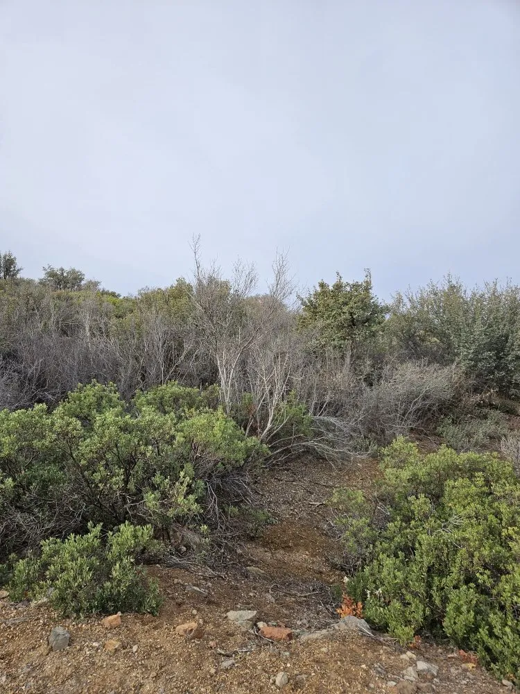 Top-rated yard cleanup service for outdoor upgrades across Prescott, AZ - G&S Precision