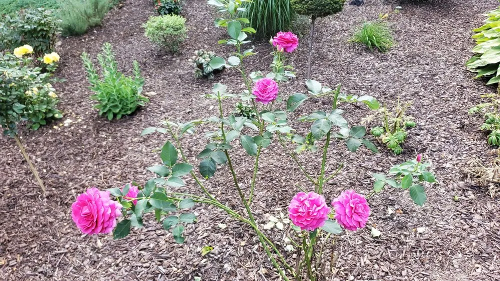 Expert yard cleanup service experts serving Coatesville, PA - GS Services