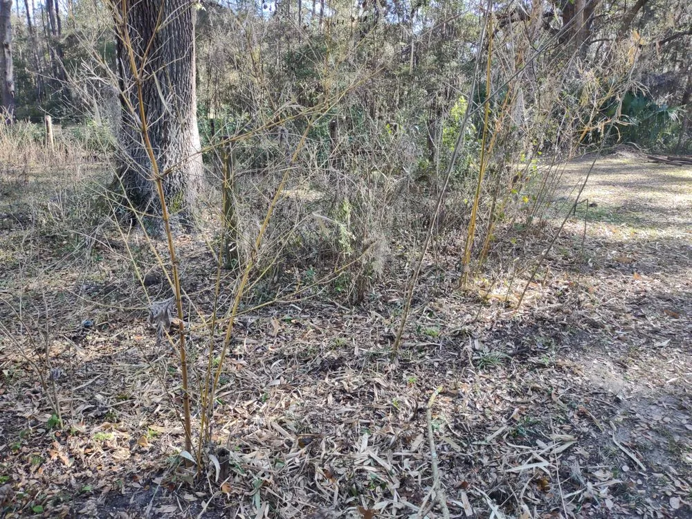 Top-rated landscape design for beautiful yards in Ocala, FL by GS Services