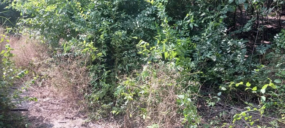 Trusted landscape design in Universal City, TX - G&S Tafolla Family Lawn Care