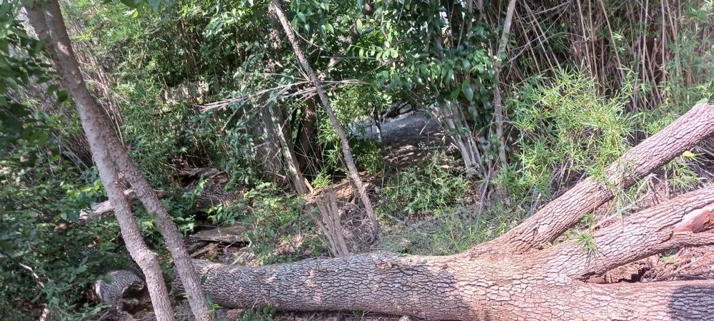 Local landscape design in Universal City, TX by G&S Tafolla Family Lawn Care