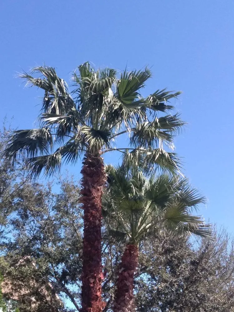 Affordable lawn care service for year-round maintenance across Alvin, TX - G&S Tree Service