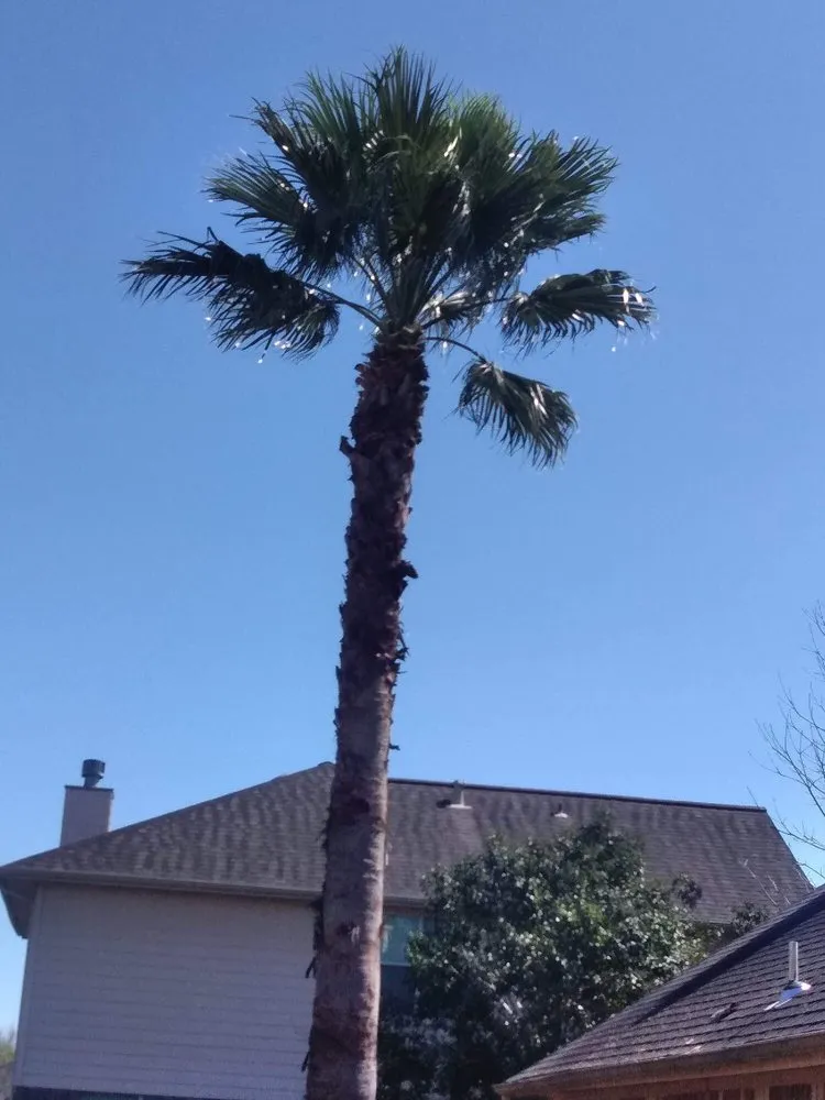 Reliable yard maintenance in Alvin, TX by G&S Tree Service