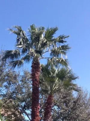 G&S Tree Service Logo