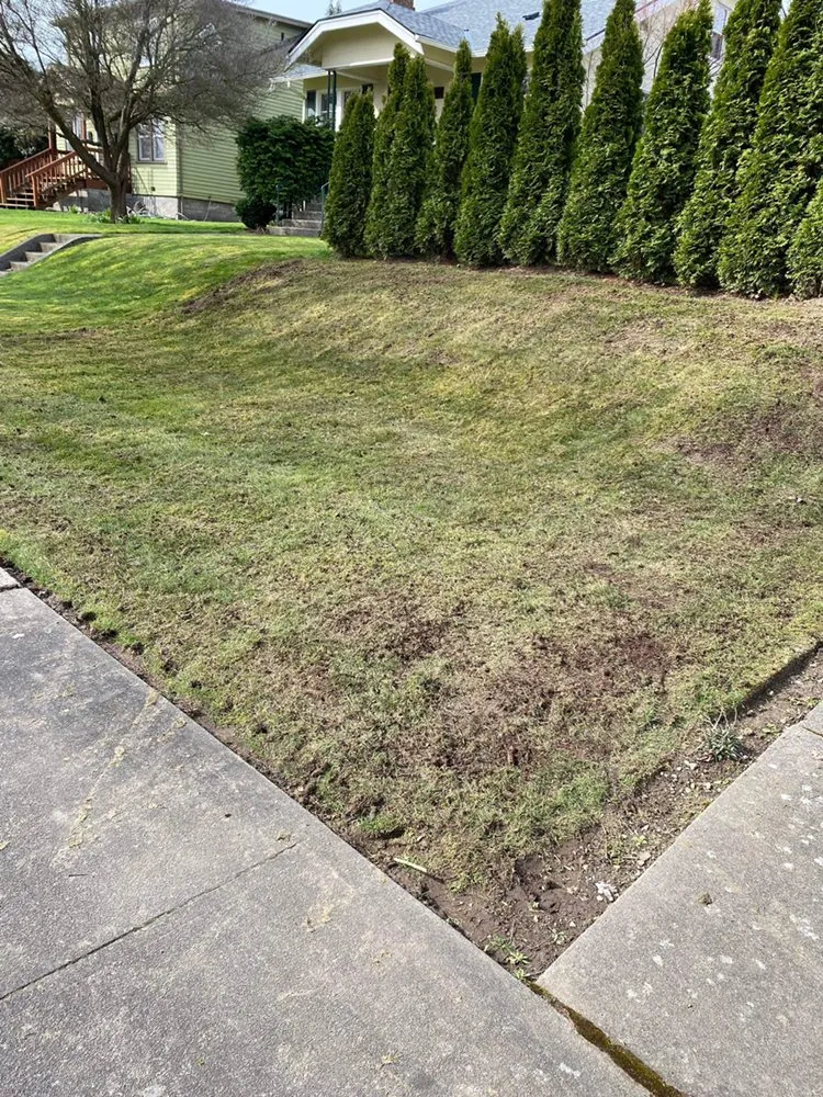 Expert yard cleanup service experts serving Everett, WA - GT Construction