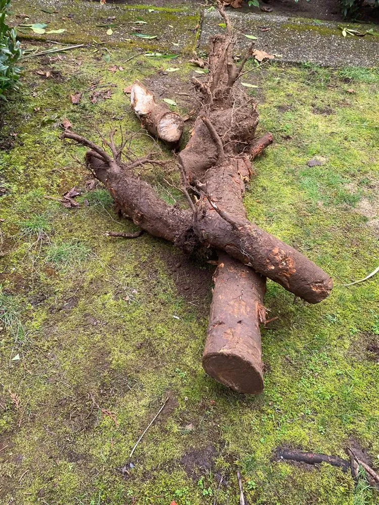 Expert lawn mowing service in Everett, WA - GT Construction