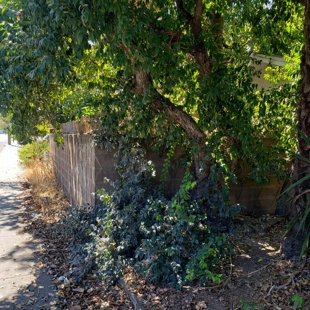 Top-rated landscape installation in Concord, CA - GT Gardening Service