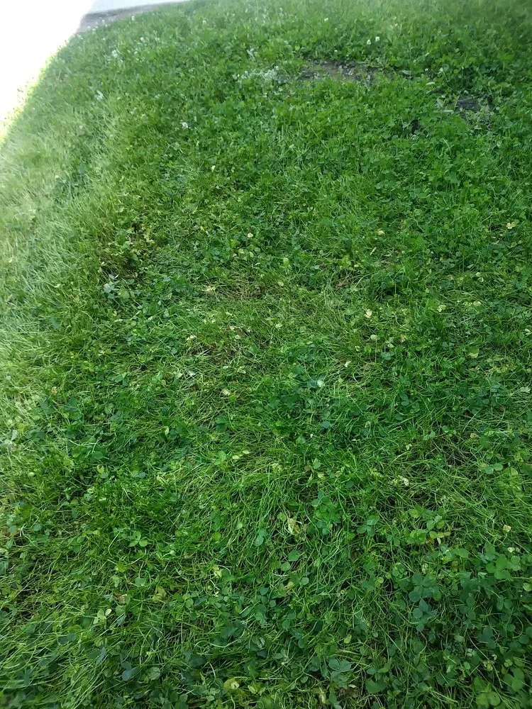 Professional yard cleanup service in Keizer, OR by GT Landscape Solutions