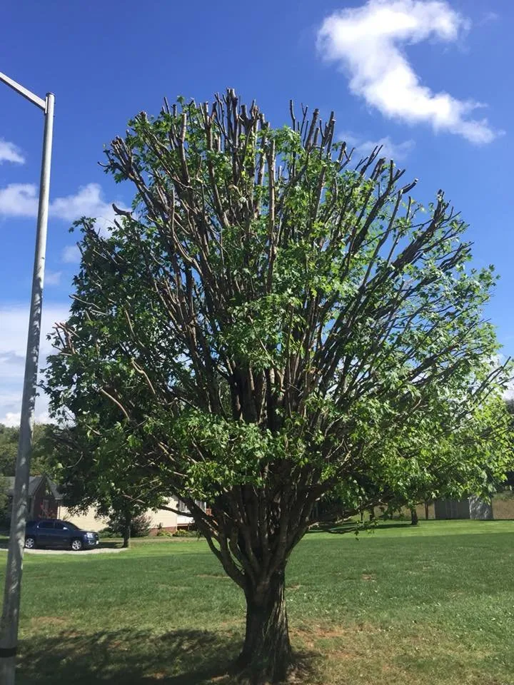 Affordable yard cleanup service experts serving Bowling Green, KY - GT Landscaping