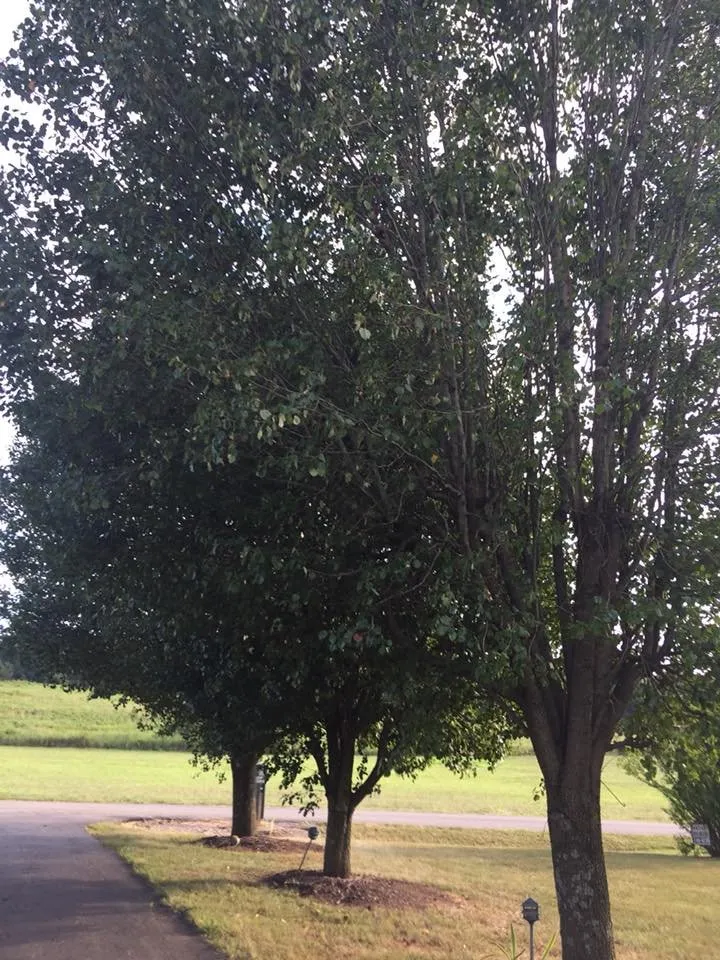 Custom yard cleanup service experts serving Bowling Green, KY - GT Landscaping