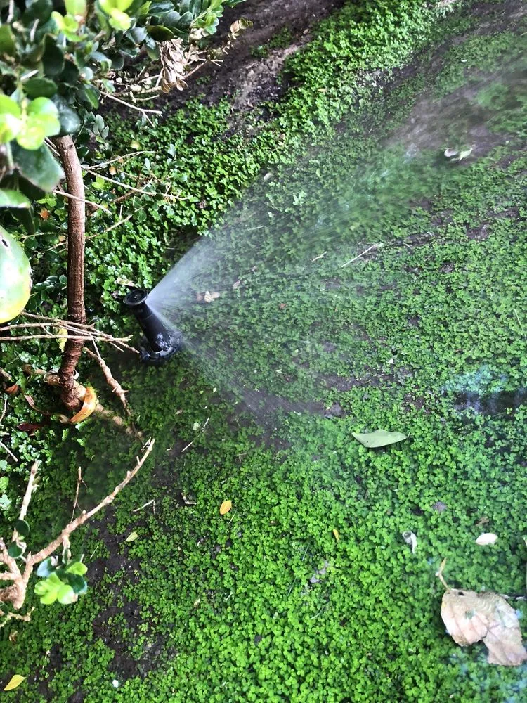 Local yard maintenance in Murrieta, CA - GT Maintenance Sprinkler Repair