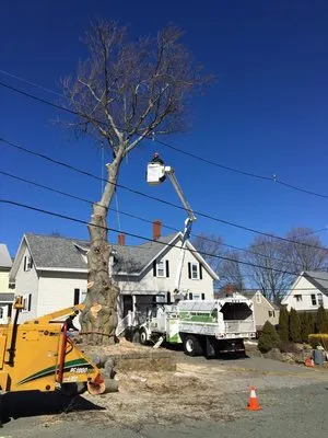 GT OptimoTree Services Logo