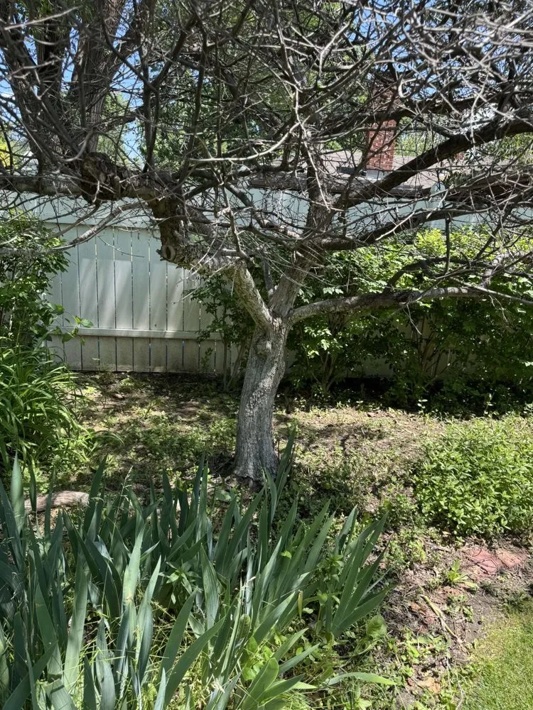 Professional yard cleanup service experts serving Inman, KS - G&T Total Outdoor Care