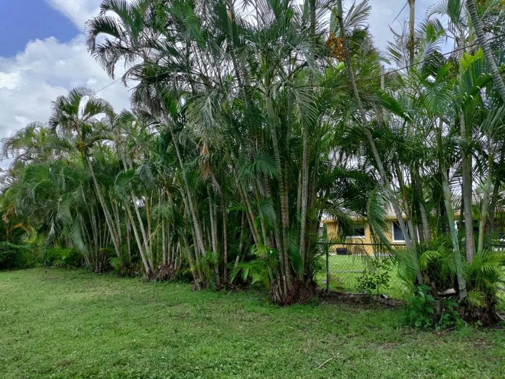 Expert landscaping services experts serving Lehigh Acres, FL - GTN SUPERIOR