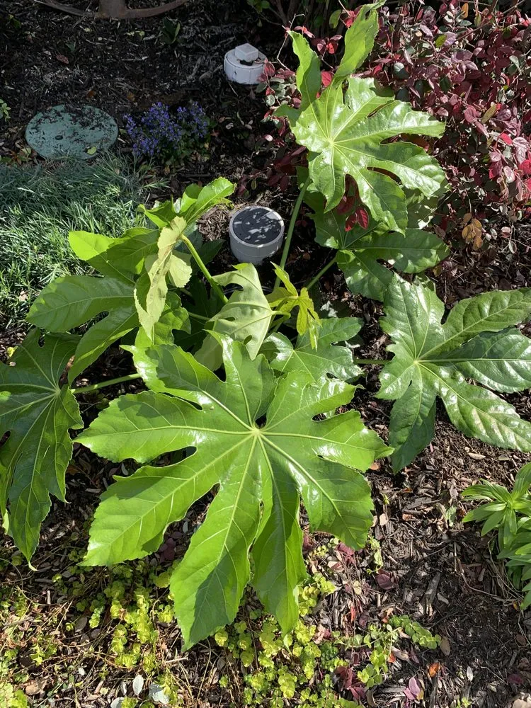 Professional landscaping services in Fort Worth, TX by GTO Landscaping