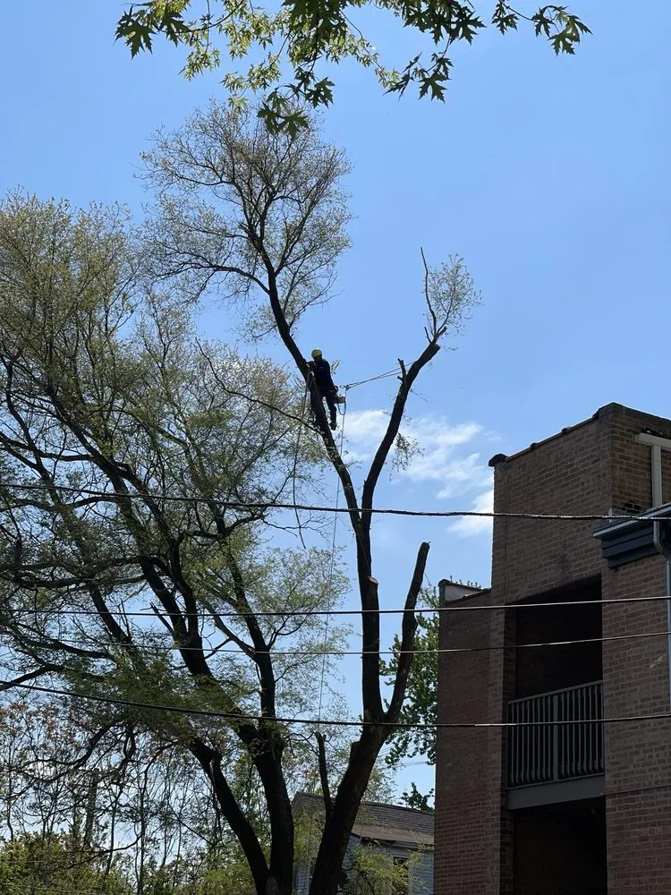 Expert residential landscaping for residential properties in Evanston, IL by GTO Tree Services and Landscape