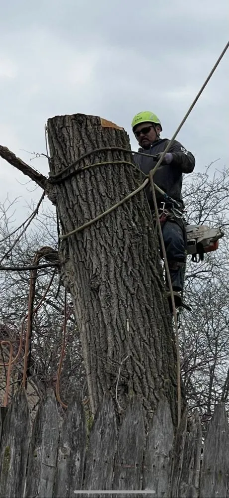 Trusted outdoor landscaping in Evanston, IL - GTO Tree Services and Landscape