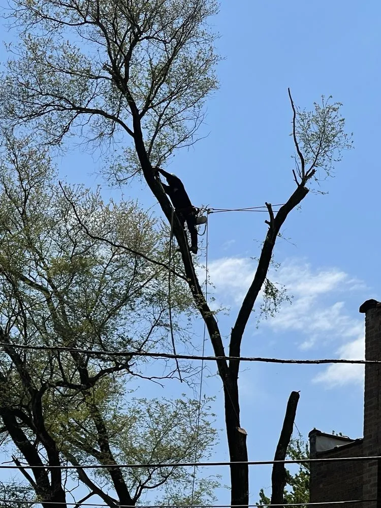 Affordable lawn mowing service experts serving Evanston, IL - GTO Tree Services and Landscape