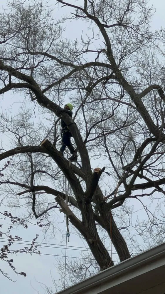 Professional residential landscaping for year-round maintenance in Evanston, IL by GTO Tree Services and Landscape