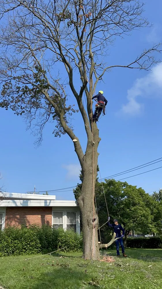 Professional yard maintenance experts serving Evanston, IL - GTO Tree Services and Landscape