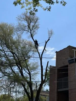 GTO Tree Services and Landscape Logo