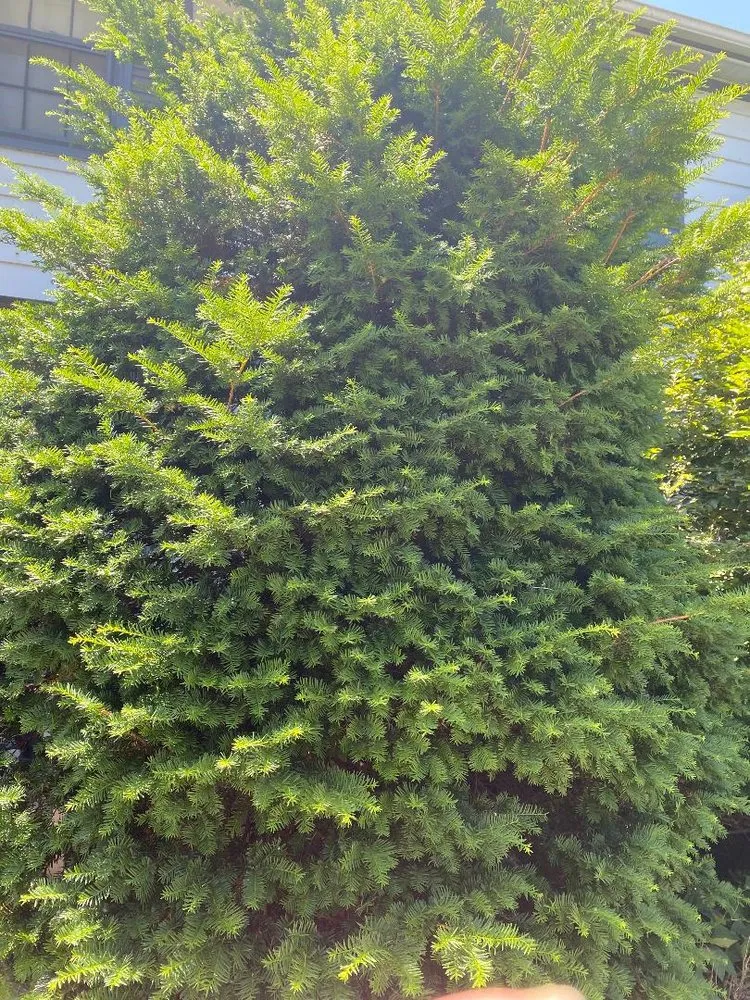 Top-rated lawn care service in Berkley, MI - GTR Lawn Service