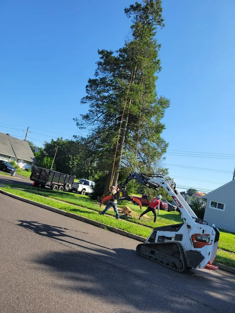 Affordable yard cleanup service in trevose, PA by Guacamaya Tree Service