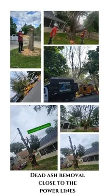 Guacamaya Tree Service