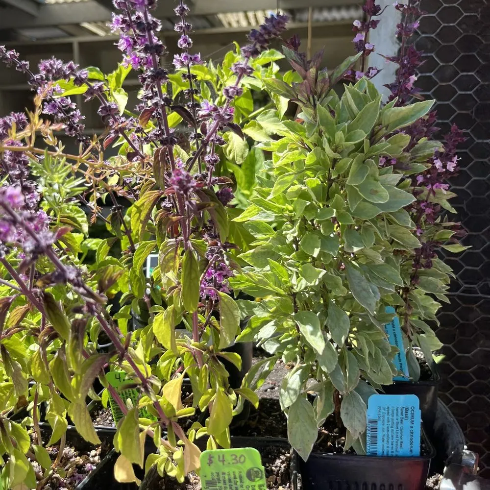 Professional residential landscaping for year-round maintenance across Gualala, CA - Gualala Nursery and Trading Company