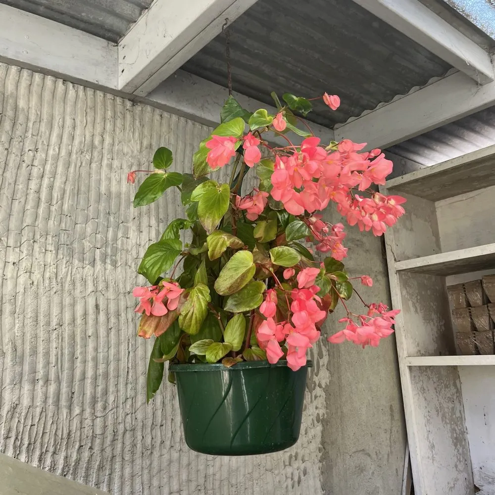 Trusted yard cleanup service for outdoor upgrades in Gualala, CA by Gualala Nursery and Trading Company