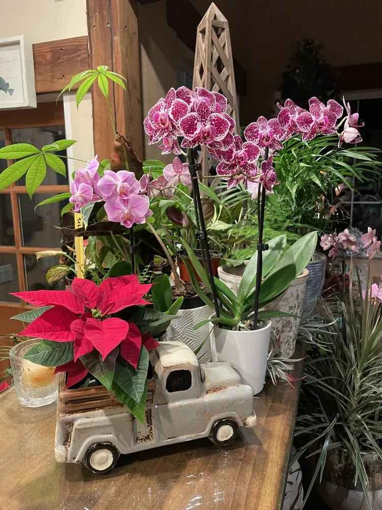 Custom yard maintenance with custom design across Gualala, CA - Gualala Nursery and Trading Company