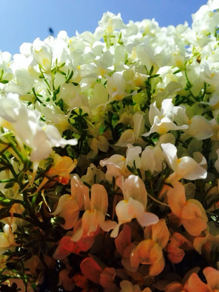 Trusted landscape installation for outdoor upgrades in Gualala, CA by Gualala Nursery and Trading Company