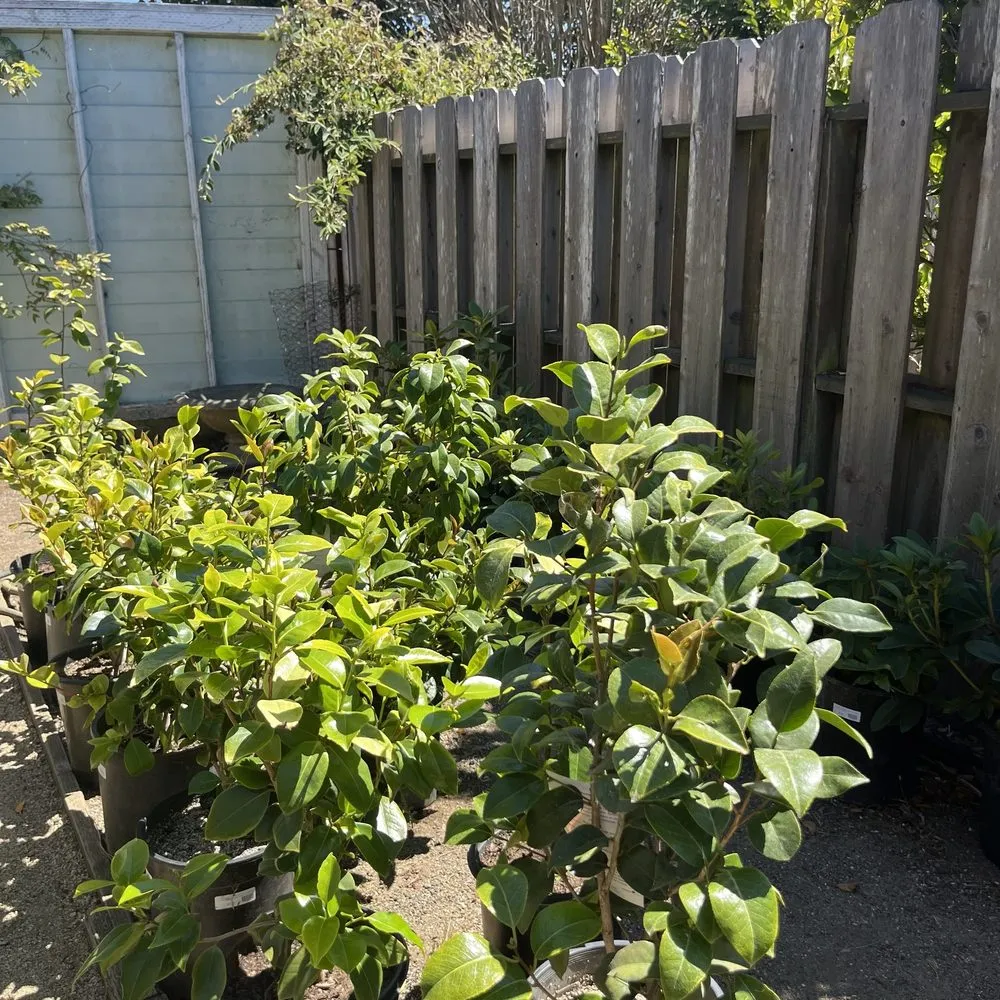 Trusted landscape design in Gualala, CA by Gualala Nursery and Trading Company