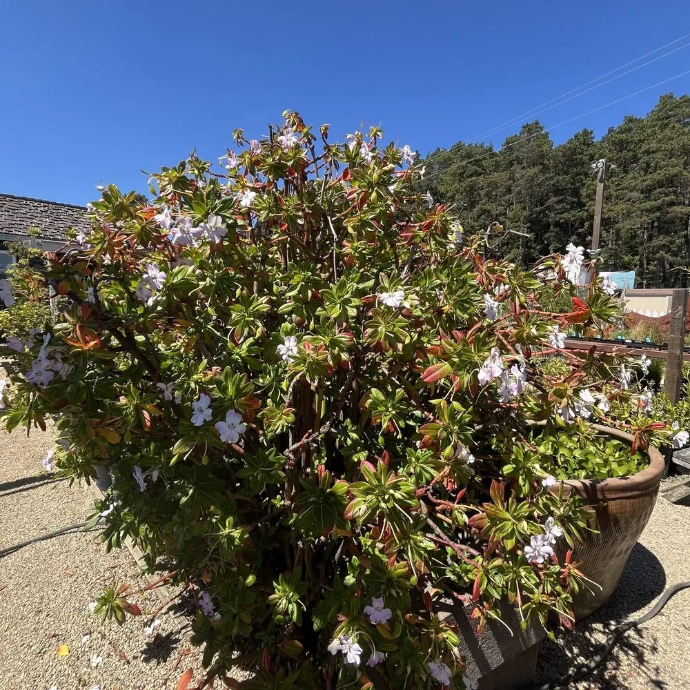 Reliable outdoor landscaping for outdoor upgrades across Gualala, CA - Gualala Nursery and Trading Company