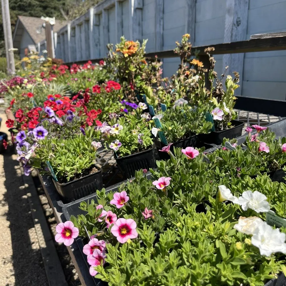 Local residential landscaping in Gualala, CA - Gualala Nursery and Trading Company