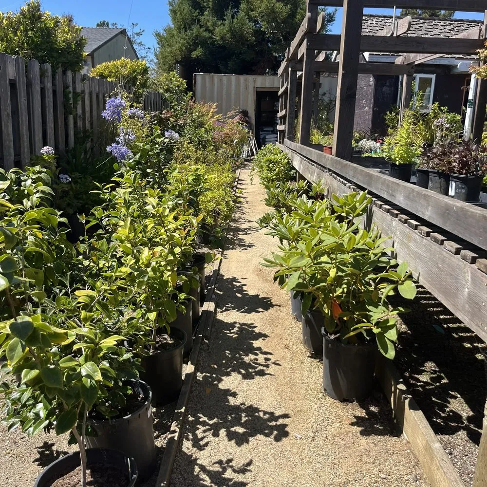 Top-rated outdoor landscaping in Gualala, CA - Gualala Nursery and Trading Company