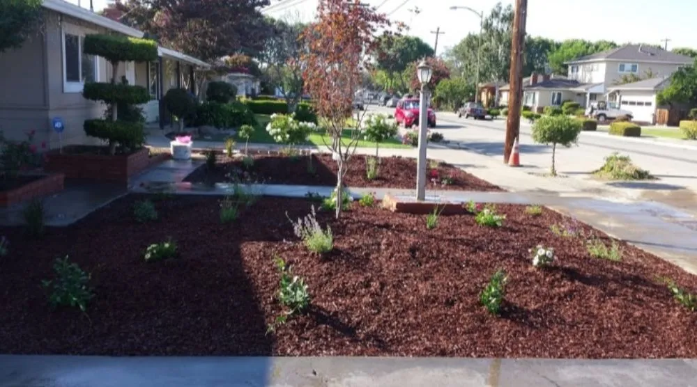 Local landscape installation in San José, CA - Guapochon Gardening