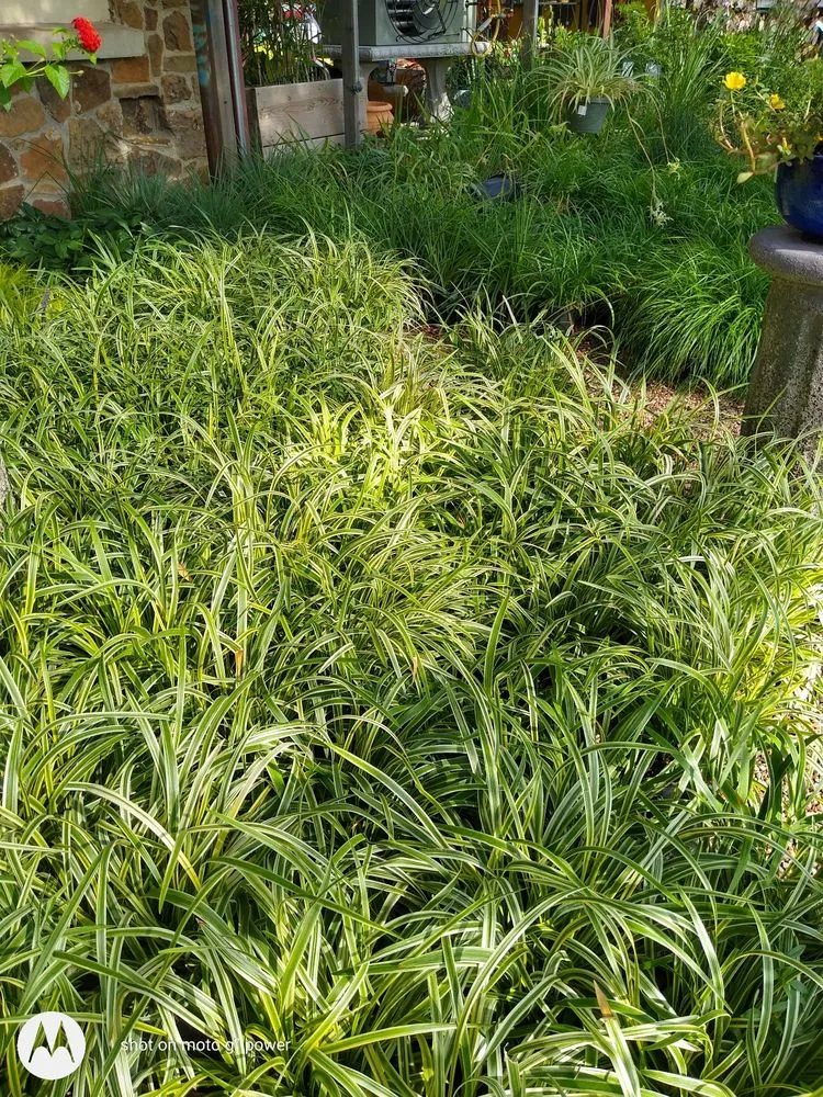 Affordable outdoor landscaping in Fort Worth, TX by Guardado Landscaping