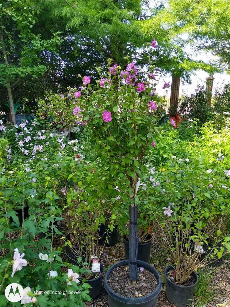 Custom yard cleanup service for year-round maintenance across Fort Worth, TX - Guardado Landscaping