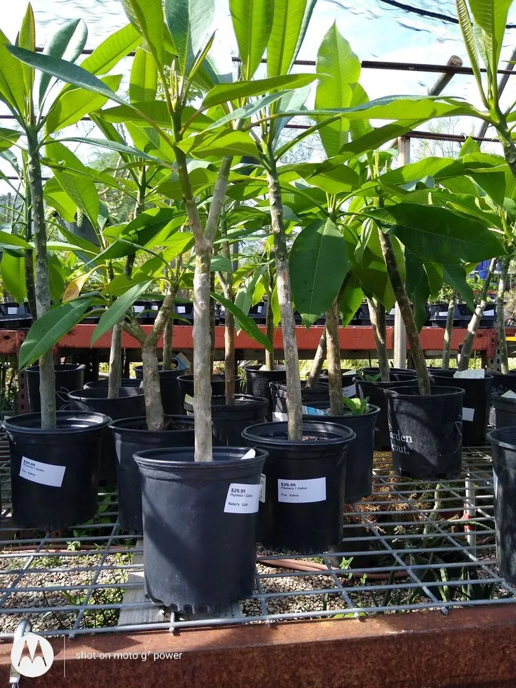 Top-rated yard cleanup service experts serving Fort Worth, TX - Guardado Landscaping