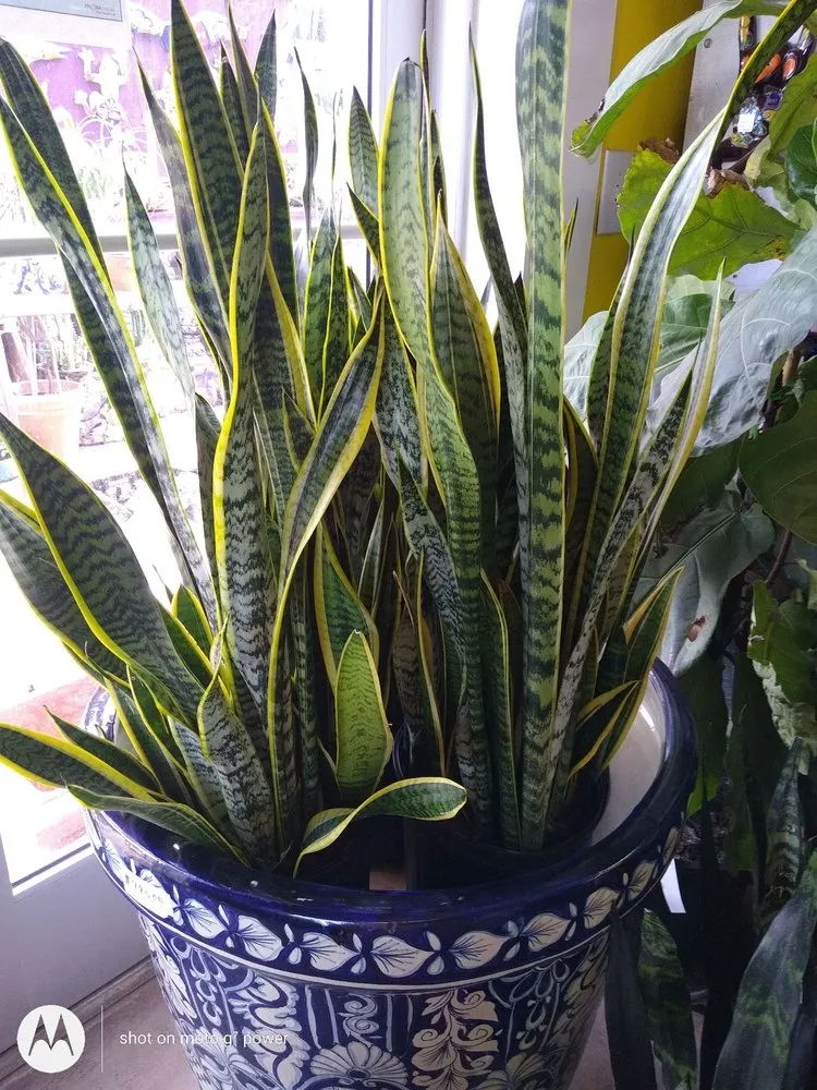 Expert yard cleanup service in Fort Worth, TX by Guardado Landscaping