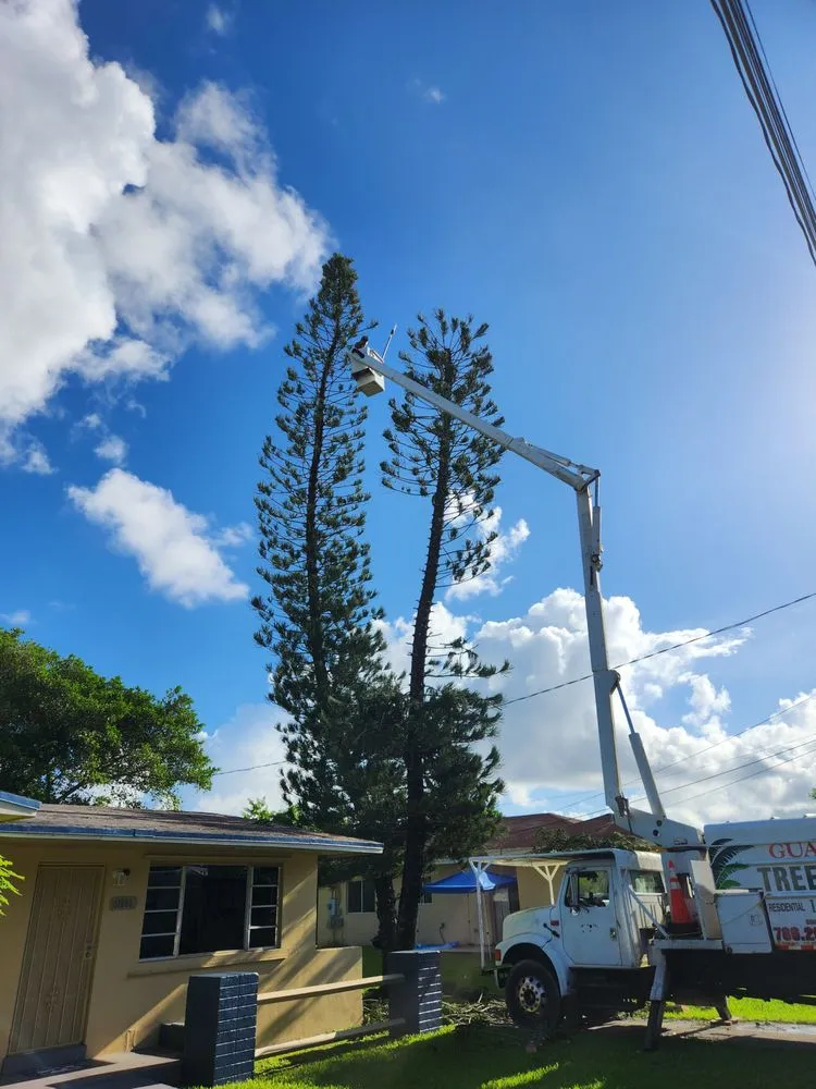 Expert yard cleanup service in Goulds, FL - Guardado Tree Service and Lawn Services