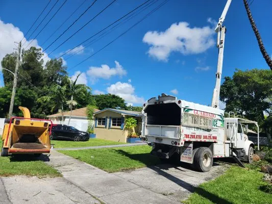 Guardado Tree Service and Lawn Services