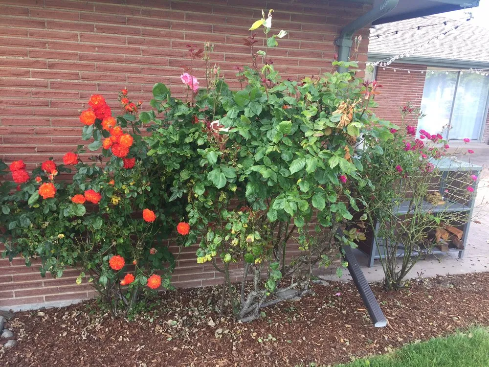 Expert yard cleanup service with custom design across Des Moines, WA - Guardian Landscape