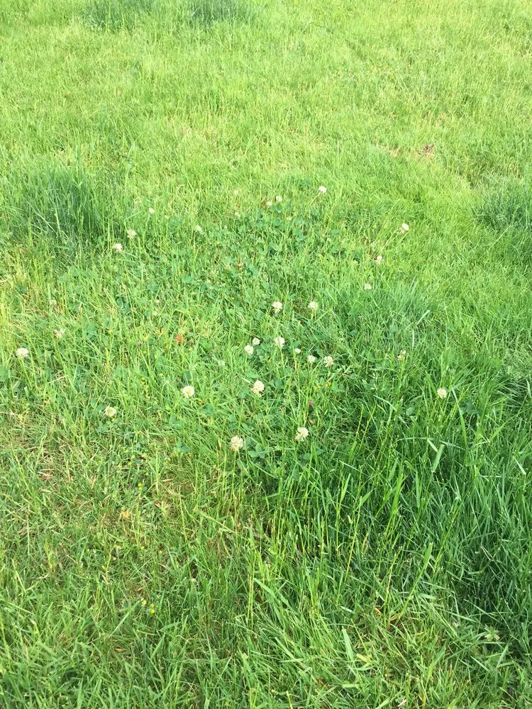 Reliable yard maintenance in Des Moines, WA by Guardian Landscape