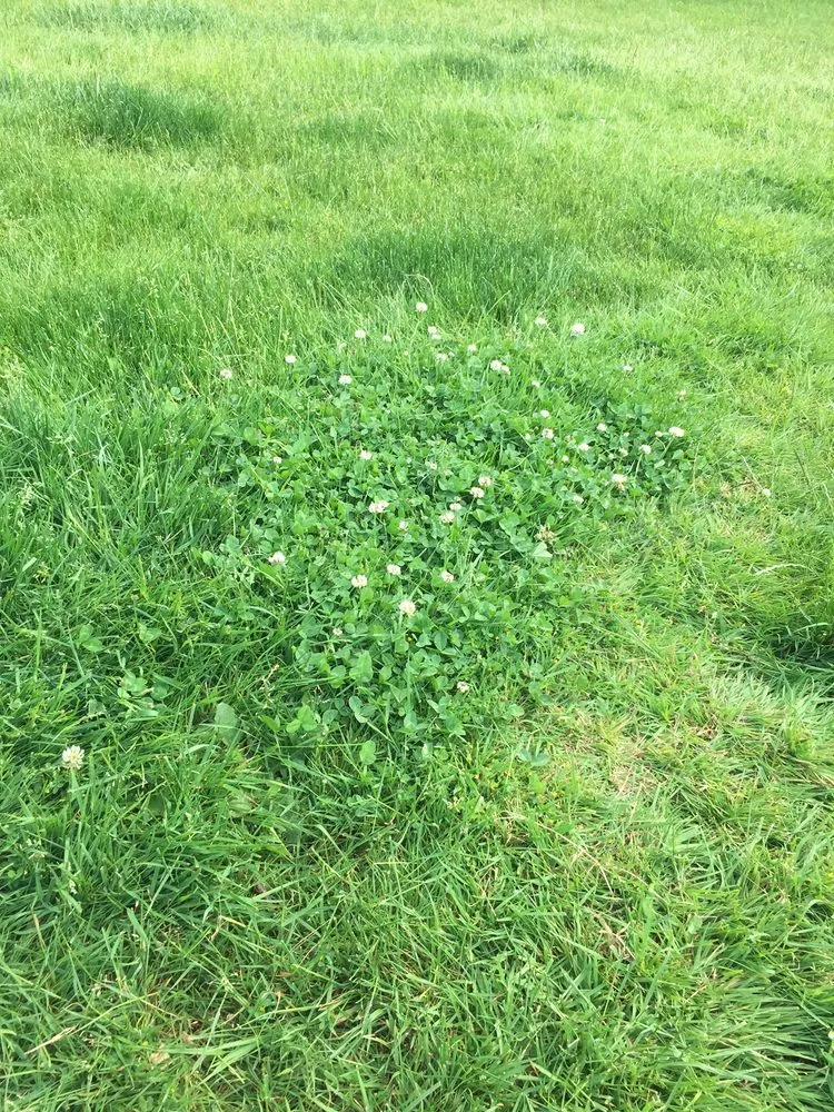 Affordable landscape design near you in Des Moines, WA by Guardian Landscape